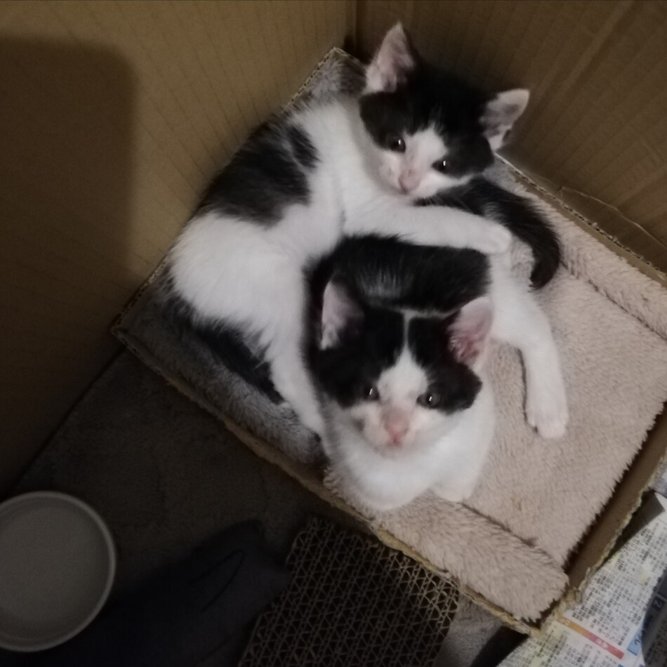 まめちゃんのカバー写真