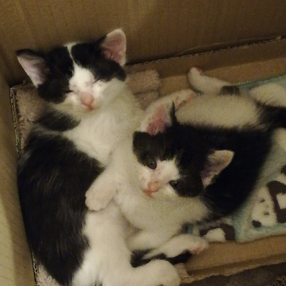 だいふくのカバー写真