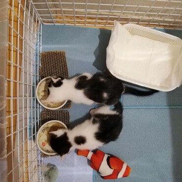 上がだいふく、下の背中に黒丸あるのがまめちゃん