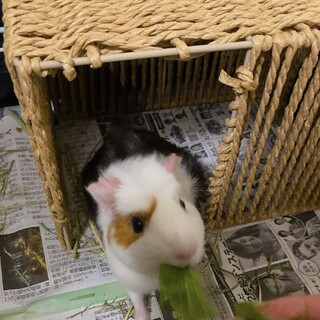 0歳巻き毛モルモット女の子です(ゲージお渡し可)