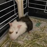 0歳巻き毛モルモット女の子です(ゲージお渡し可) サムネイル4