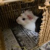 0歳巻き毛モルモット女の子です(ゲージお渡し可) サムネイル2