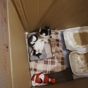 まめちゃんの写真