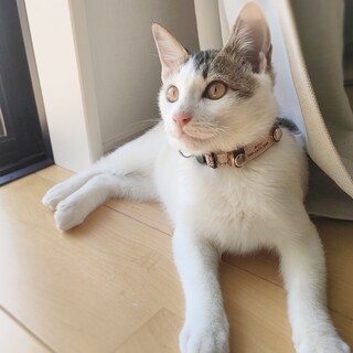 元気で甘えん坊子供慣れ◎ あさひ♂