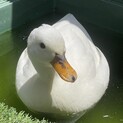 コールダックお引き取りありがとうございました！