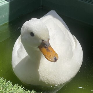 コールダックお引き取りありがとうございました！