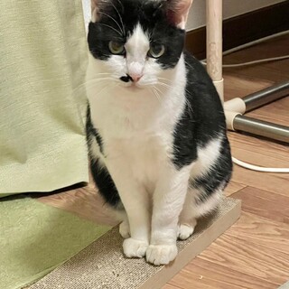 4児の母「コチョウ」さん