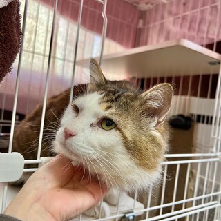 オラ「新之介」