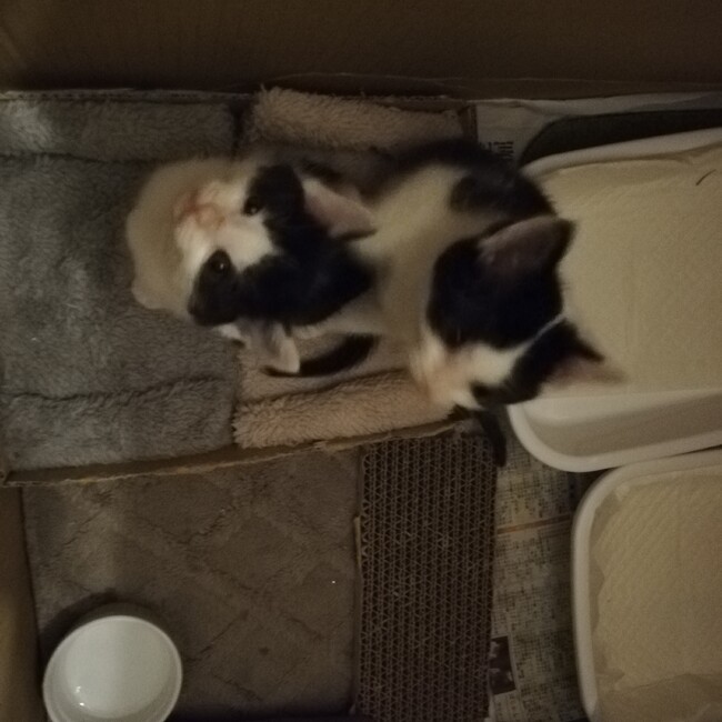 ぷすまめだいふくのカバー写真