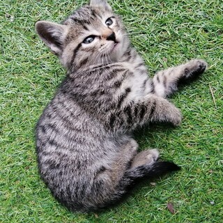 人懐っこくてかわいい仔猫です。