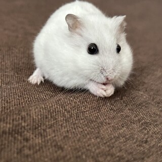 ジャンガリアンハムスター 生後半年の女の子です