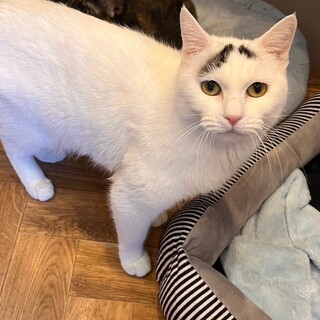 困り顔が可愛いキールズ！お困り事は何ですか？