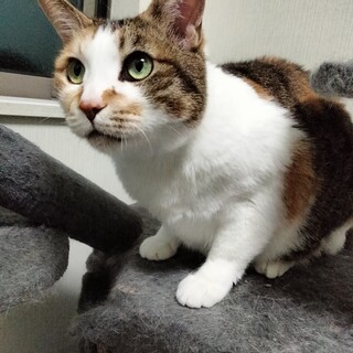 雑種兄妹猫