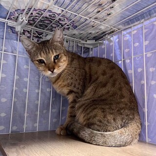 多頭飼育崩壊よりレスキューされたペスカトーレ