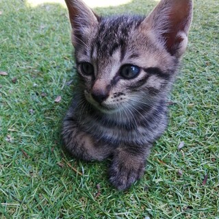 人懐っこくてかわいい仔猫です。