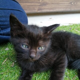 人懐っこくてかわいい仔猫です。