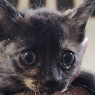 あどけないサビ猫子猫