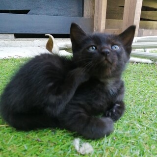 人懐っこくてかわいい仔猫です。
