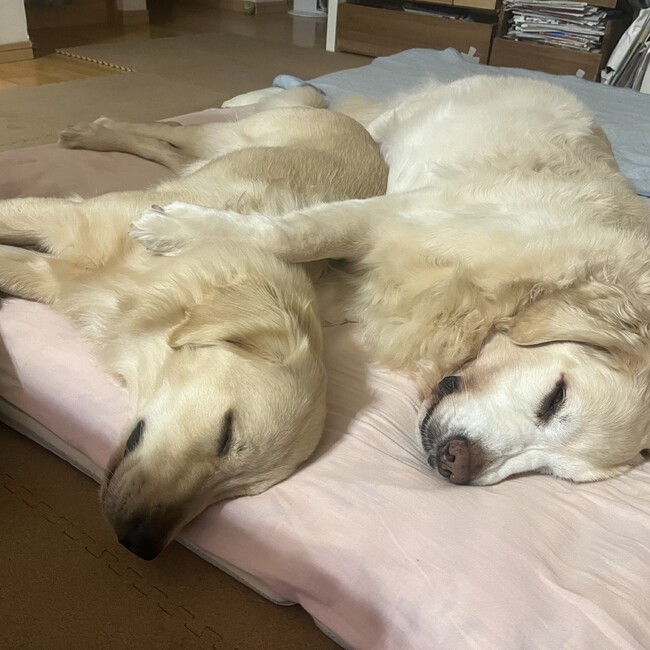 tsukushi*のカバー写真