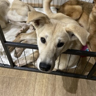 愛らしいあられちゃん