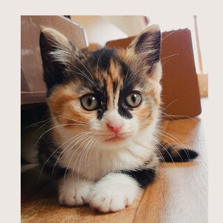 【7/15譲渡会】温厚のんびりgirl♥️インパラ