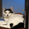 セイブ　ザ　タマちゃん
