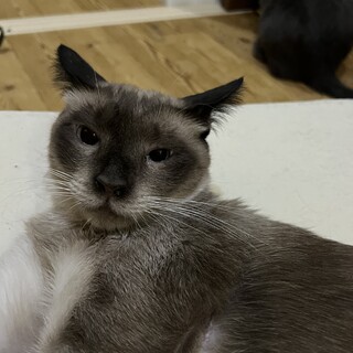 6/8譲渡会参加！石垣島の海のようなブルーアイズ