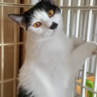 7/13譲渡会に参加　こころちゃん＠3歳