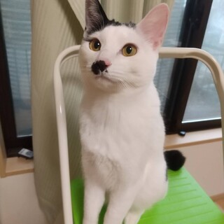 6/8 譲渡会に参加　ぼうし君＠1歳