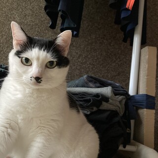 デキる美人さん　タマちゃん　6歳