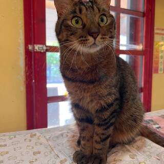 撫でてもらうとクネクネして喜ぶスナフキンくん