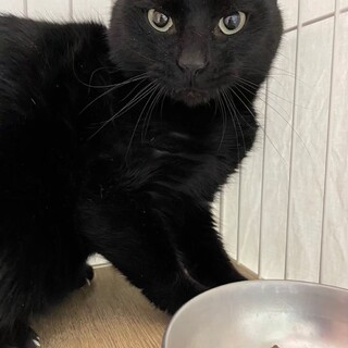 まだまだドキドキビビりのホムサくん