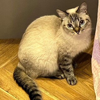 シャムMIXの小柄でシャイなフローレンちゃん