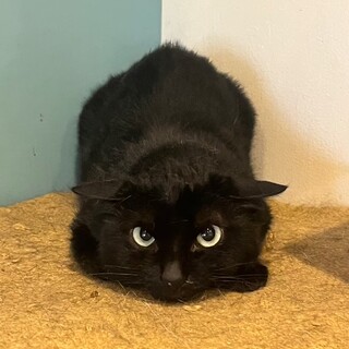 シャーとイカ耳でまん丸モランくん！