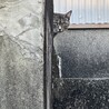 サイドウ