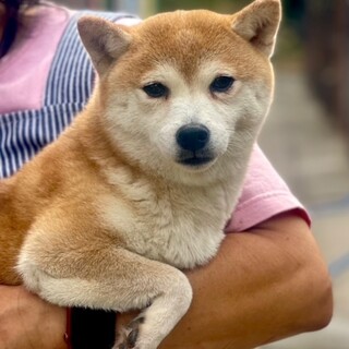 24-W112　豆柴女の子のすずちゃん！！