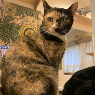 見て愛でる！てまりちゃん