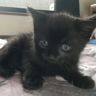 黒髪艶々小顔小猫（4月1...」奈良県 - 猫の里親募集(489824) :: ペット  