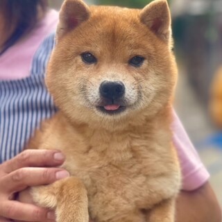 24-M113　可愛過ぎる豆柴小鉄君！！