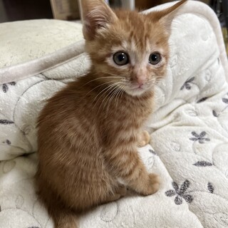 元気いっぱいの茶トラの男の子