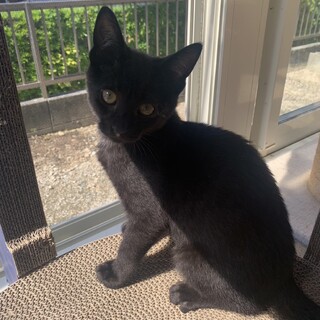 ありがとうございました★ハンサム黒猫ビーズくん