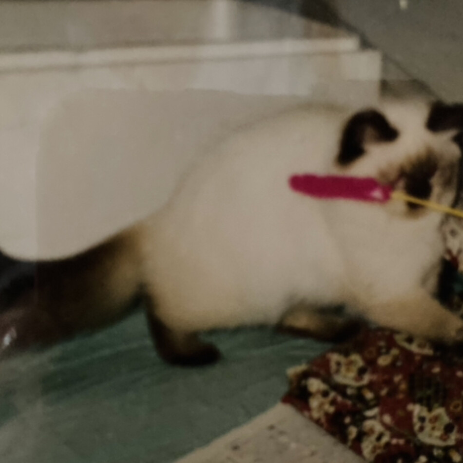 アザリアのカバー写真