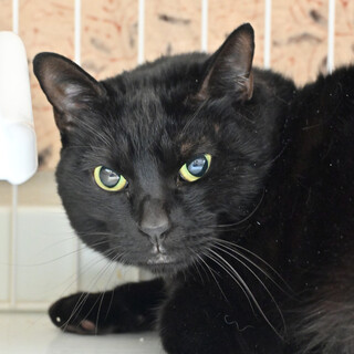 ゆじ：懐っこい黒猫ちゃん♪