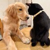うにぽてと