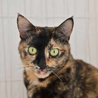 令奈：ビビリだけど実は甘えん坊