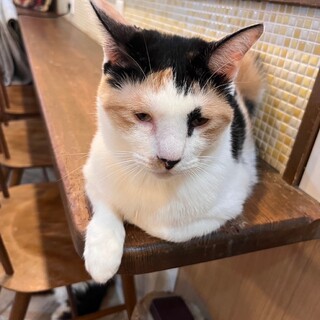 撫でられ待ち☆つぶらな瞳がキュートなモモぴょん☆