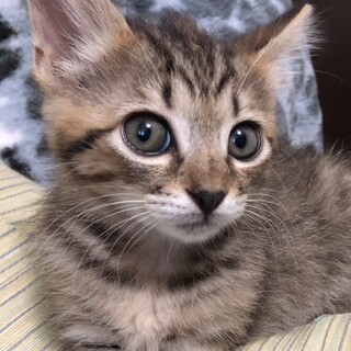 募集停止物怖じしないタイプ女子❤️なつめ