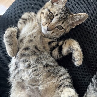 ありがとうございました★甘えん坊オルゴールくん