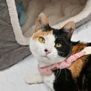 下半身不随だけど毎日成長中！の美少女