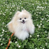琉瑠